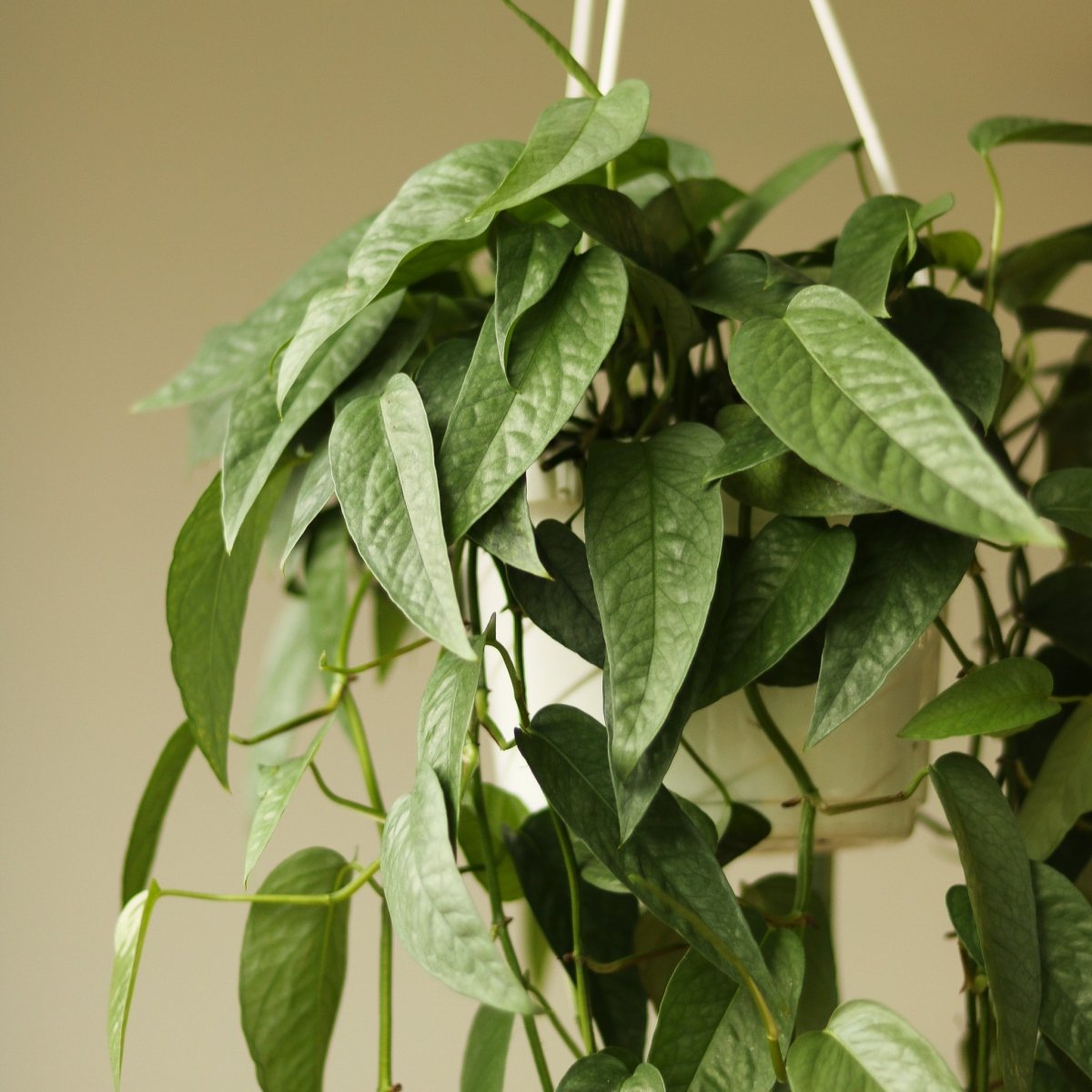 Epipremnum Pinnatum 'Cebu Blue' Hanging Basket - Ed's Plant Shop