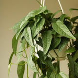 Epipremnum Pinnatum 'Cebu Blue' Hanging Basket - Ed's Plant Shop