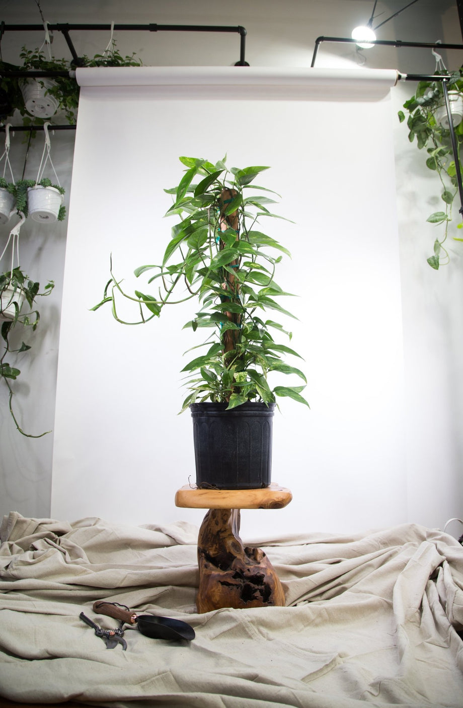 How to Grow and Care for Epipremnum Pinnatum