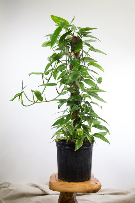 Epipremnum pinnatum 'Gold Flame' - In-Store Exclusive - Ed's Plant Shop