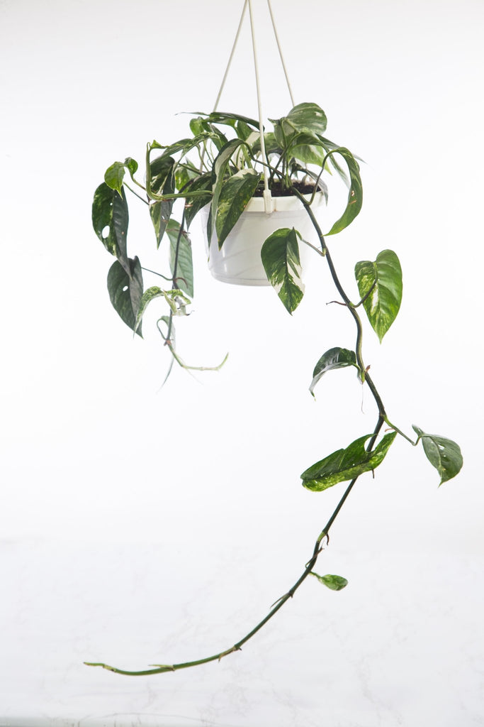 Epipremnum pinnatum variegata - Ed's Plant Shop