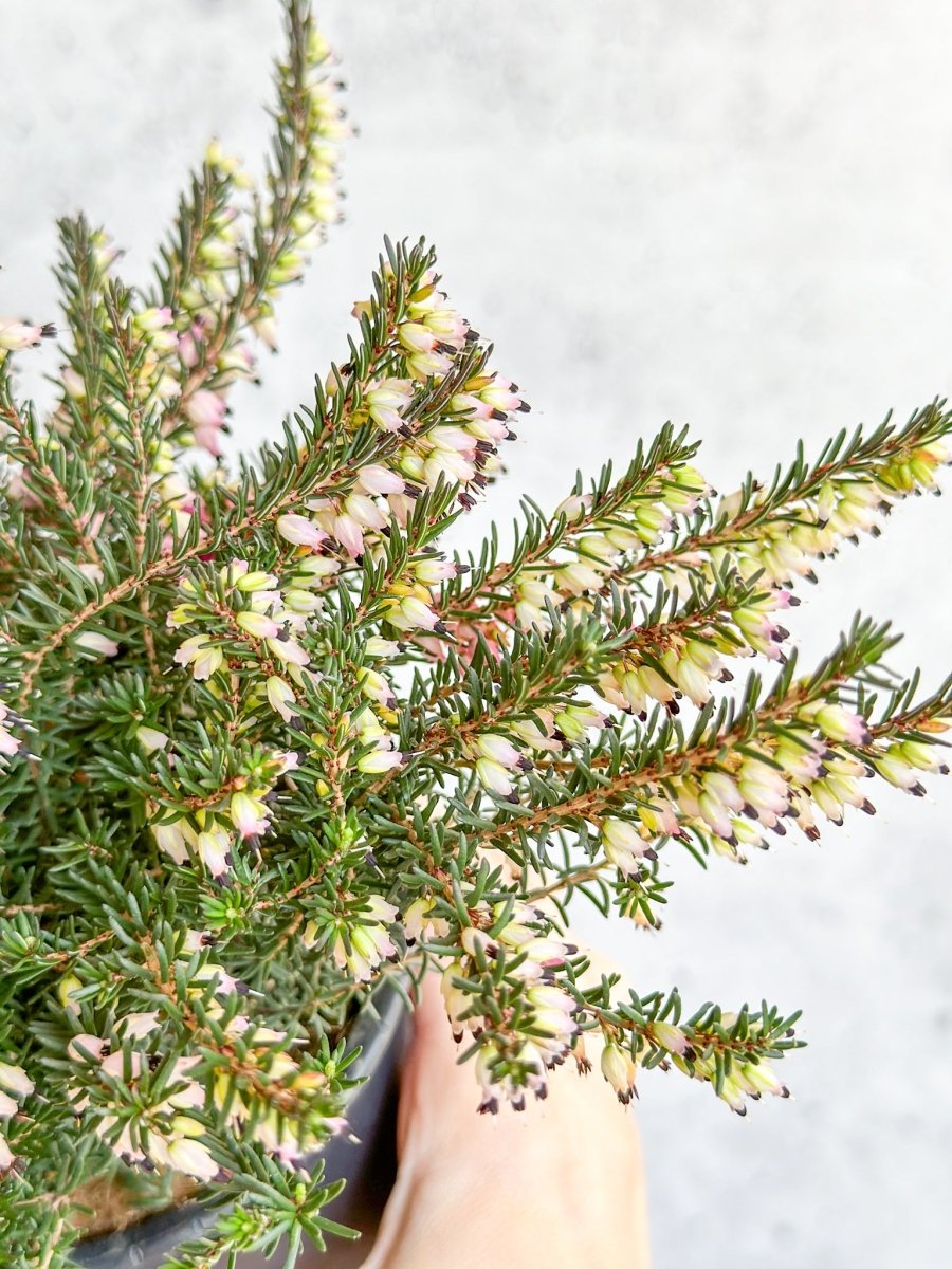 Erica carnea - Pink Flowering Heather - Ed's Plant Shop