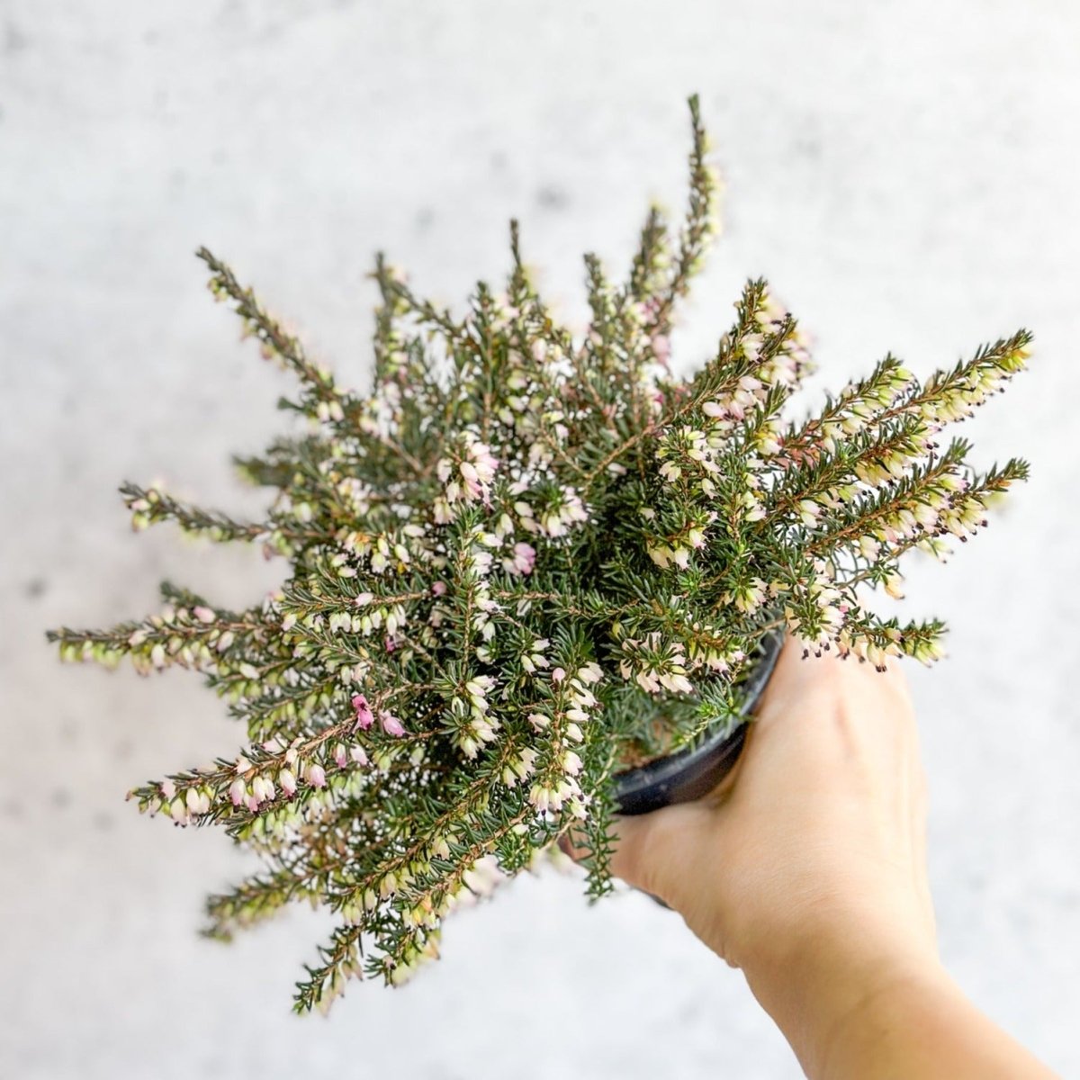 Erica carnea - Pink Flowering Heather - Ed's Plant Shop