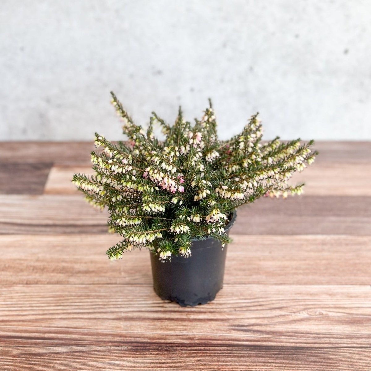 Erica carnea - Pink Flowering Heather - Ed's Plant Shop