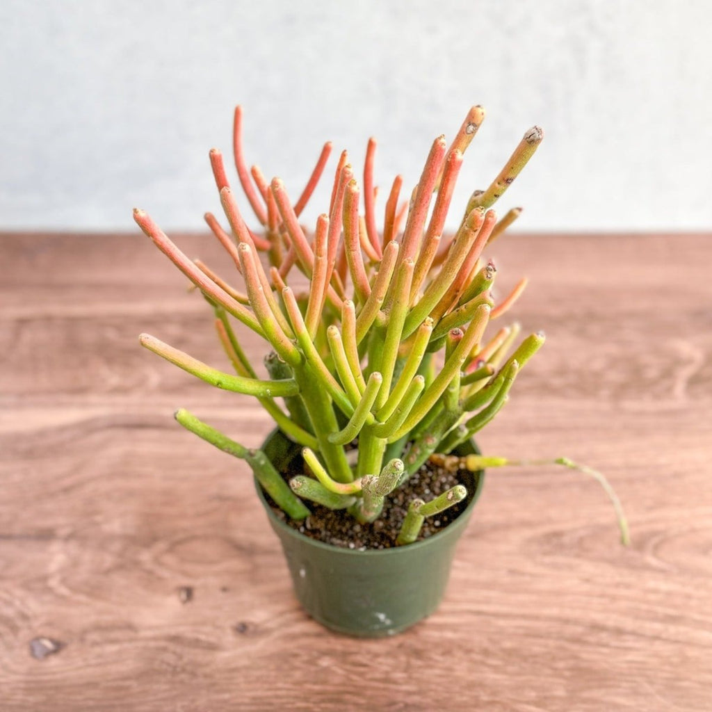 Euphorbia tirucalli - Firestick Cactus - Ed's Plant Shop
