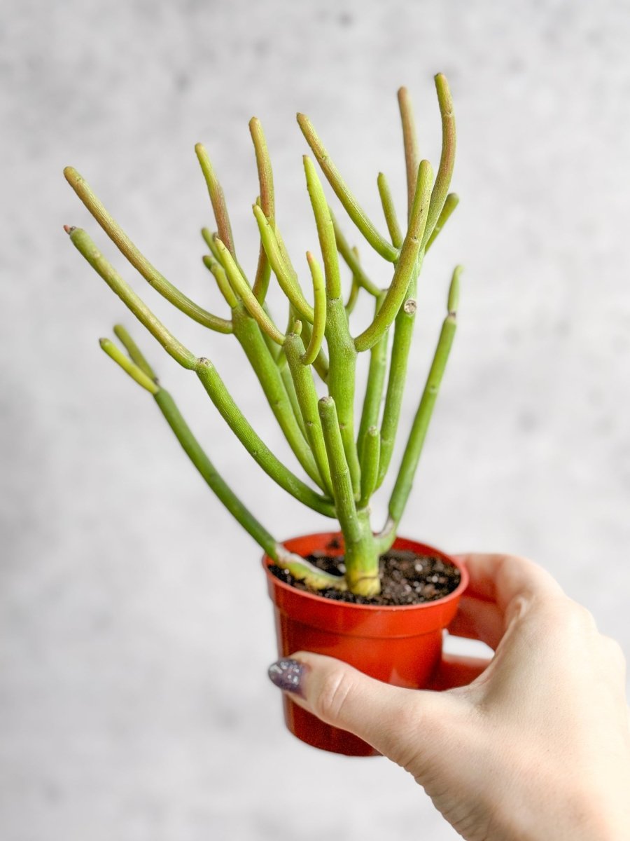 Euphorbia tirucalli - Firestick Cactus - Red Blaze - Ed's Plant Shop