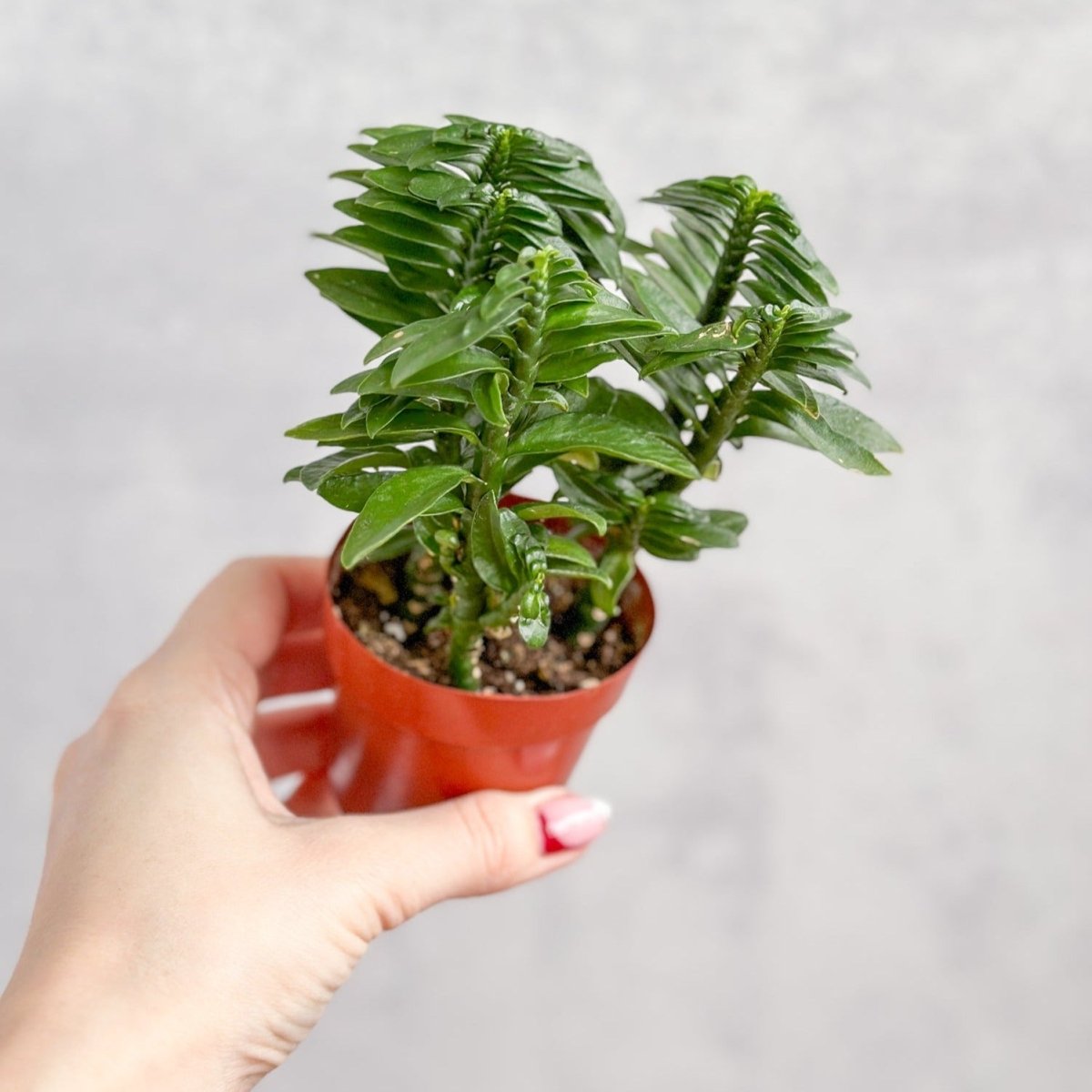 Euphorbia tithymaloides - Devils Backbone - Ed's Plant Shop