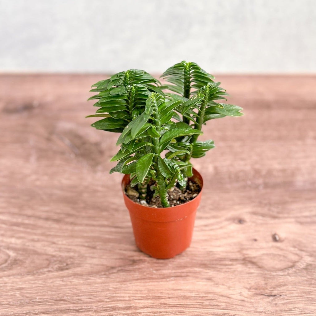Euphorbia tithymaloides - Devils Backbone - Ed's Plant Shop