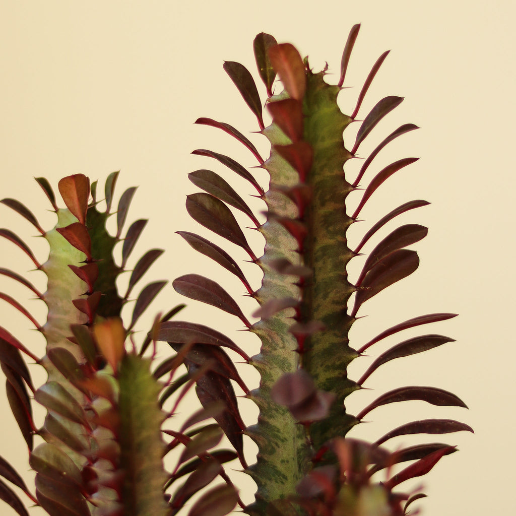Euphorbia Trigonia ‘Rubra’ - Ed's Plant Shop