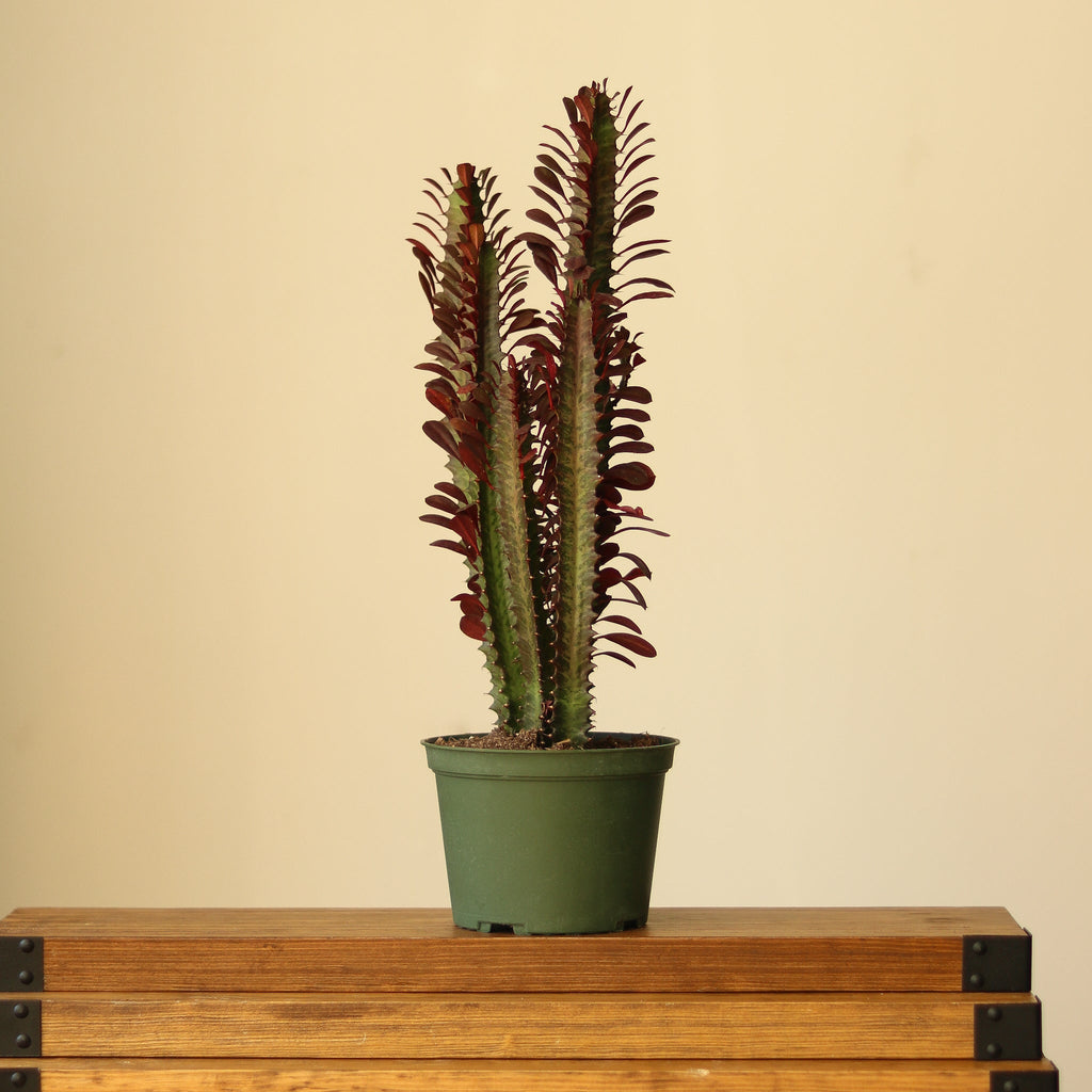 Euphorbia Trigonia ‘Rubra’ - Ed's Plant Shop