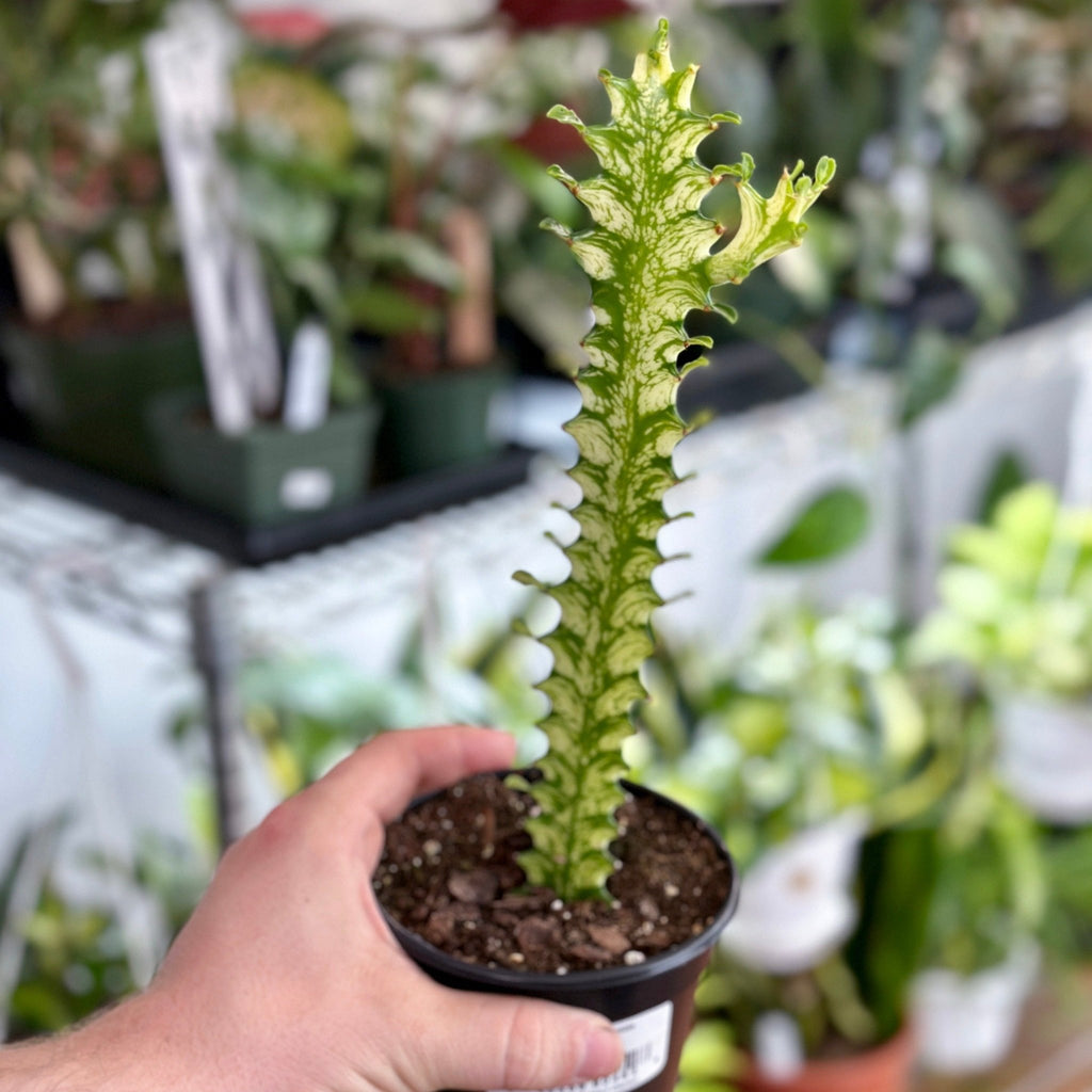 Euphorbia trigonia - Variegated - Ed's Plant Shop