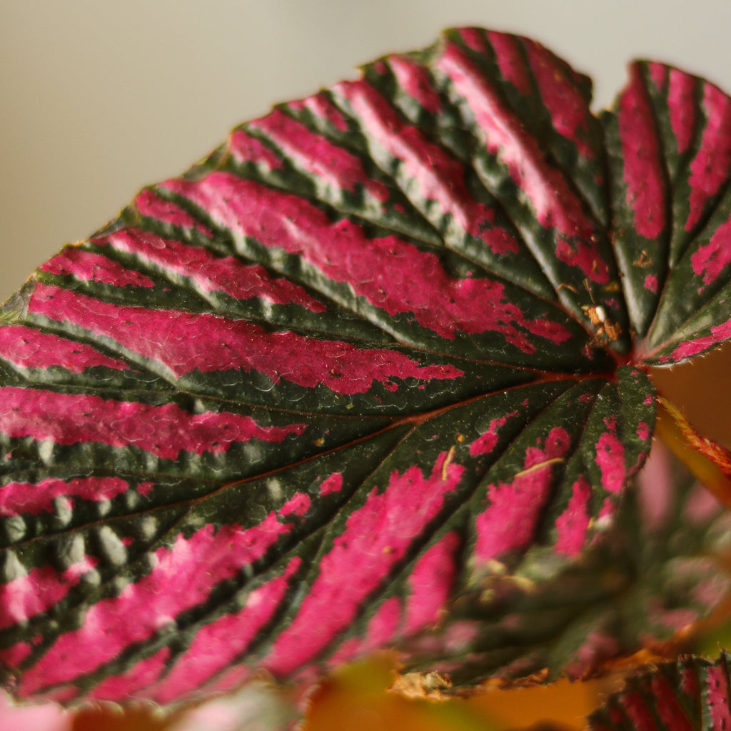 Exotica Begonia - Begonia brevirimosa - Ed's Plant Shop