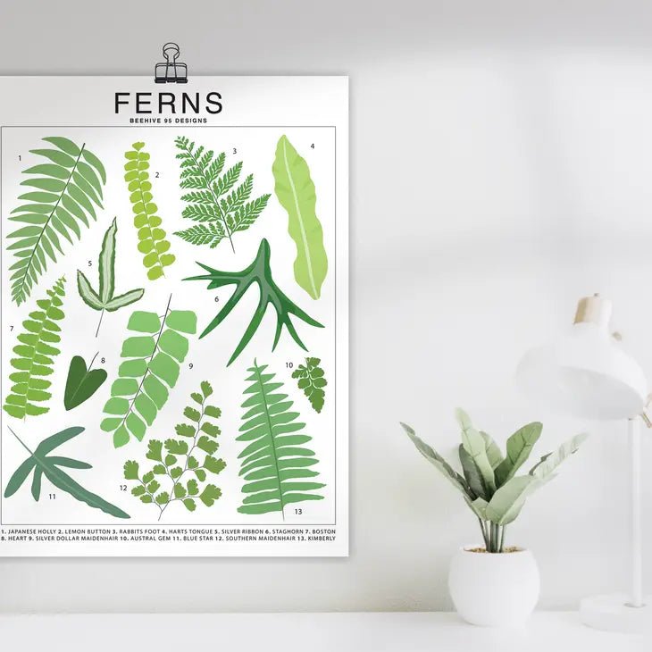 Ferns Species ID Chart - Botanical Houseplant Art Print - Ed's Plant Shop