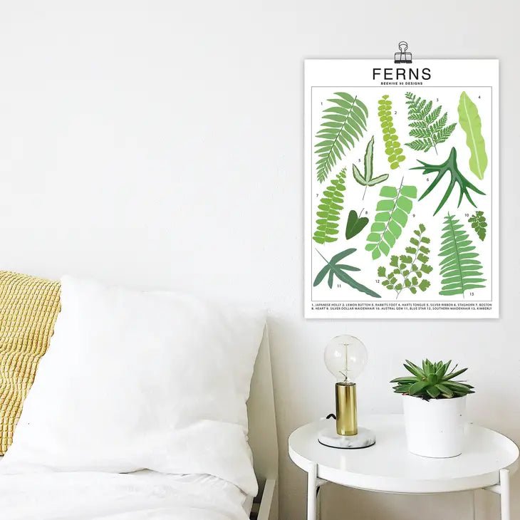 Ferns Species ID Chart - Botanical Houseplant Art Print - Ed's Plant Shop