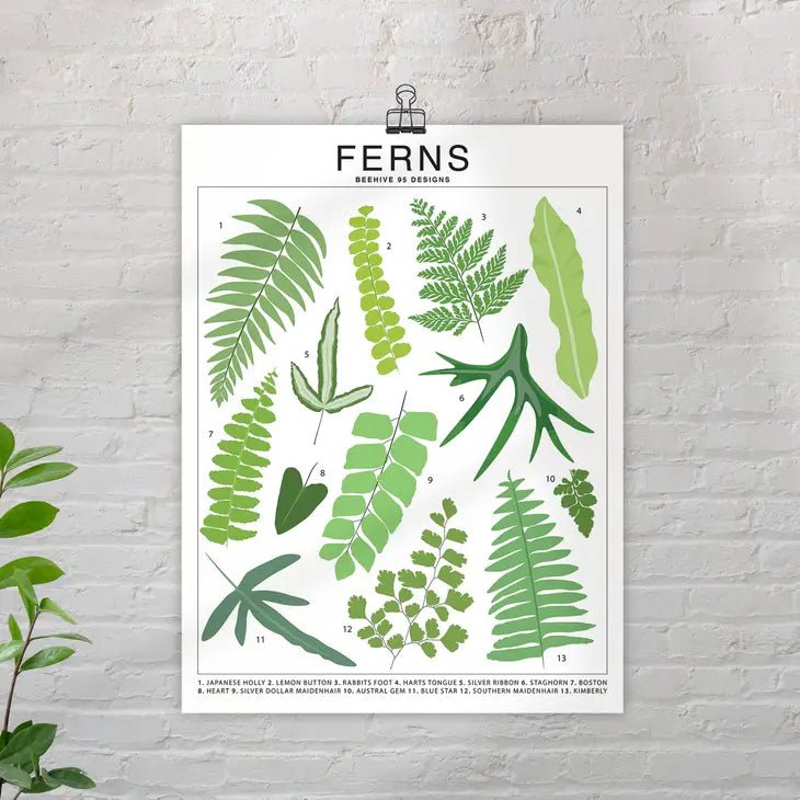 Ferns Species ID Chart - Botanical Houseplant Art Print - Ed's Plant Shop