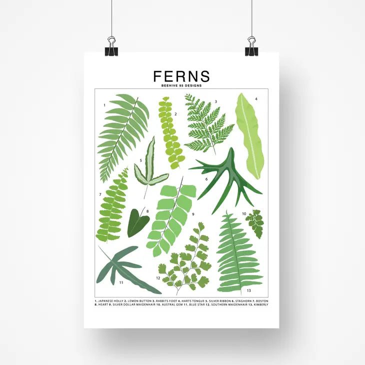 Ferns Species ID Chart - Botanical Houseplant Art Print - Ed's Plant Shop