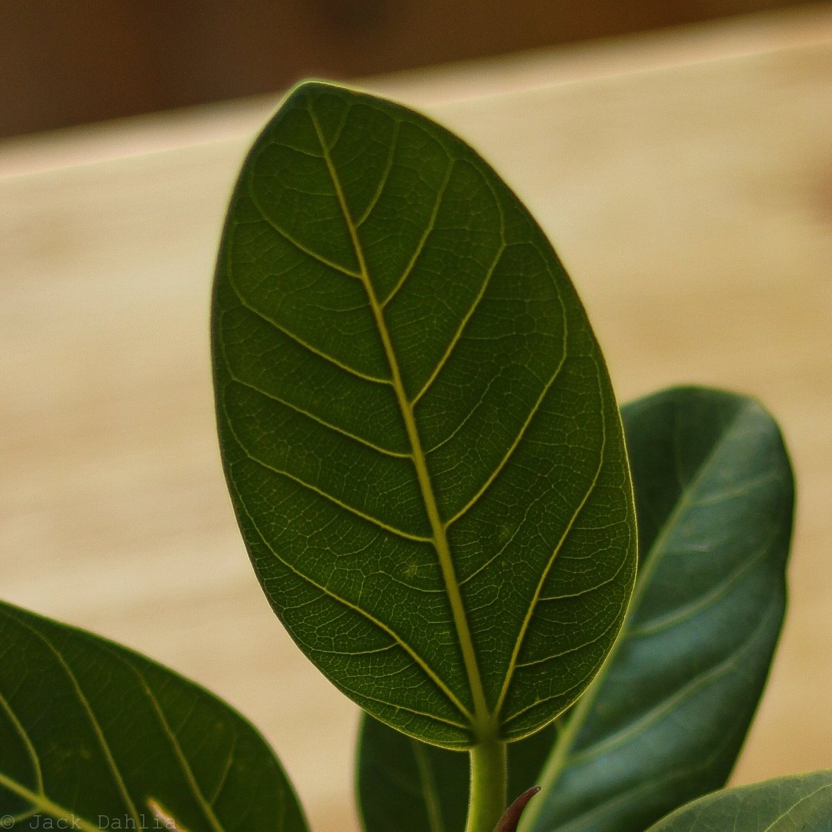 Ficus Benghalensis 'Audrey' - Ed's Plant Shop