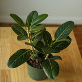 Ficus Benghalensis 'Audrey' - Ed's Plant Shop