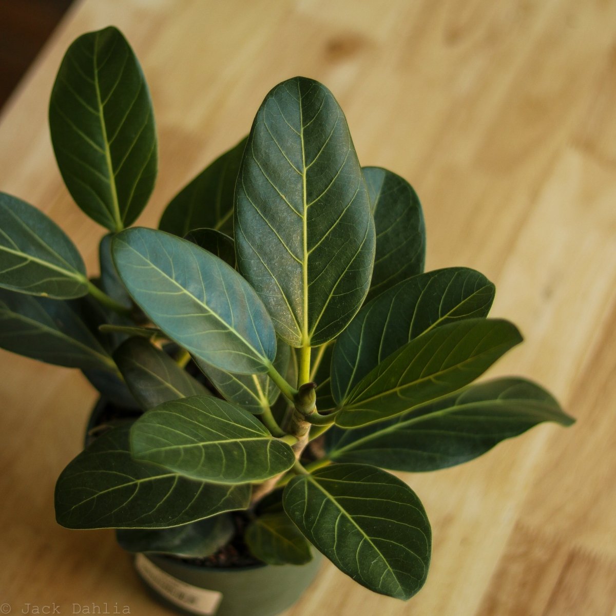 Ficus Benghalensis 'Audrey' - Ed's Plant Shop