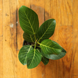 Ficus Benghalensis 'Audrey' - Ed's Plant Shop