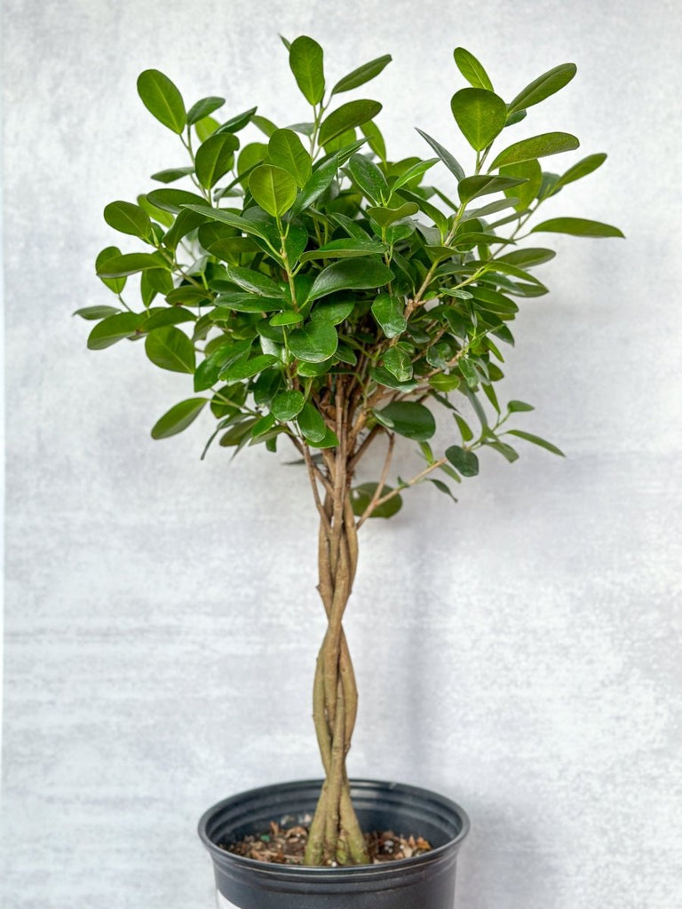 Ficus benjamina - Braided Ficus Floor Plant - Ed's Plant Shop