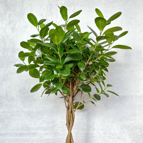 Ficus benjamina - Braided Ficus Floor Plant - Ed's Plant Shop