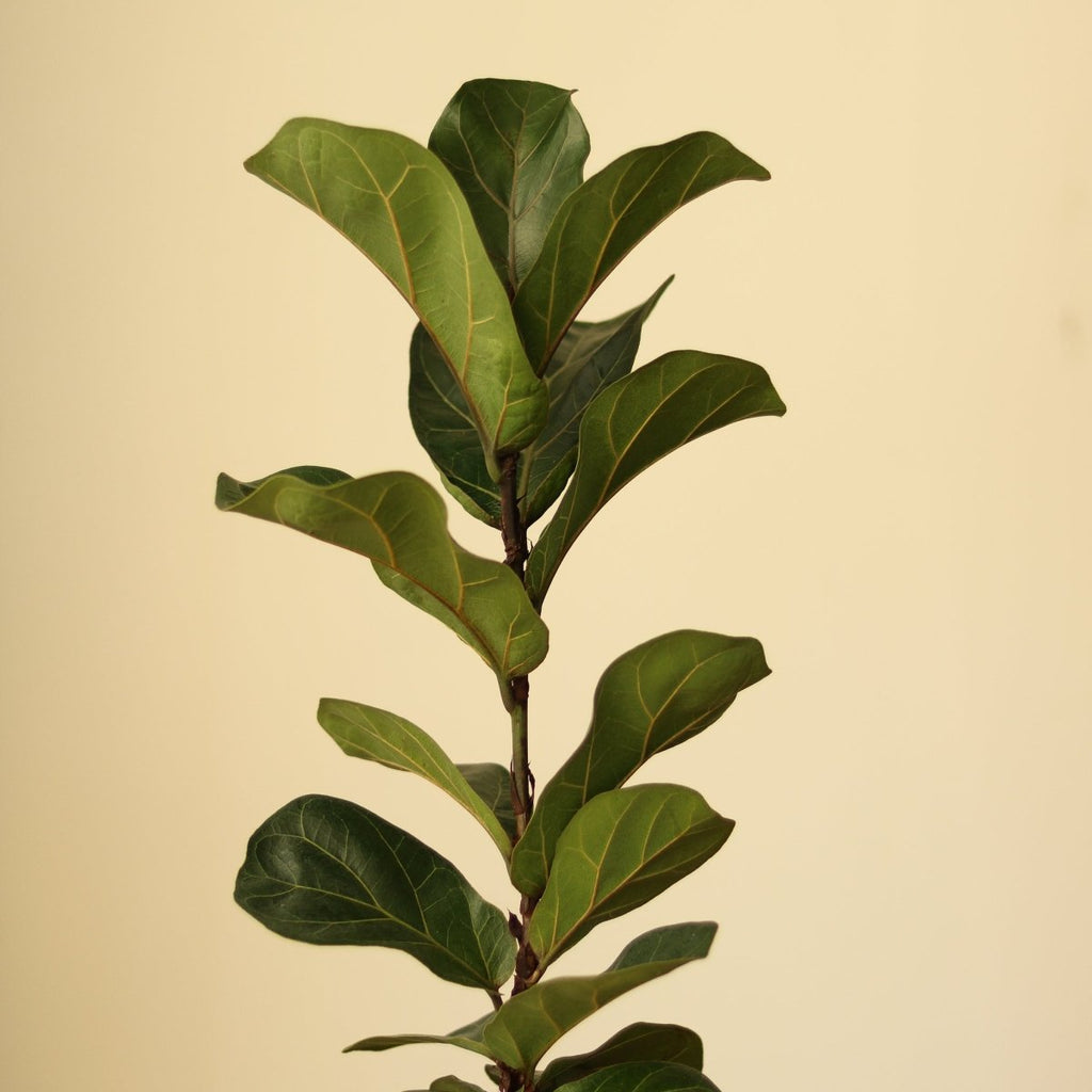 Ficus Lyrata ‘Bambino’ - Ed's Plant Shop