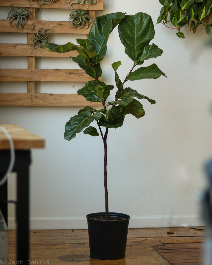 Ficus Lyrata 'Fiddle Leaf Fig' - In Store Only - Ed's Plant Shop
