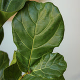 Ficus Lyrata 'Fiddle Leaf Fig' - In Store Only - Ed's Plant Shop