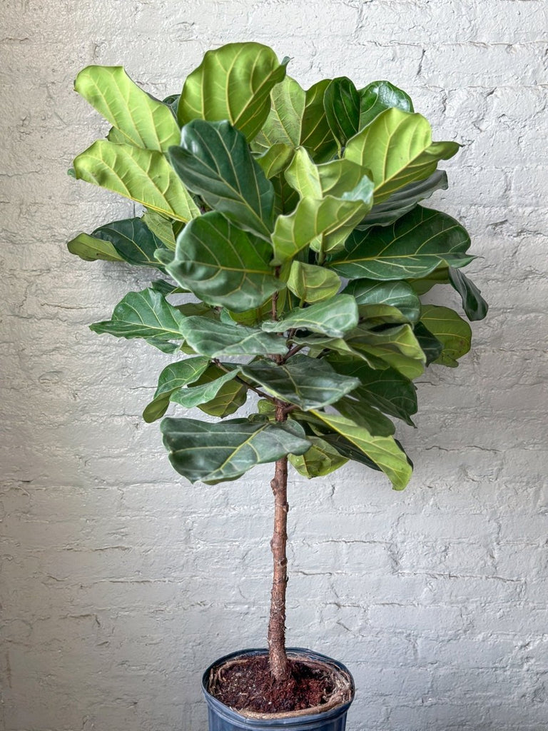 Ficus Lyrata 'Fiddle Leaf Fig' Large Floor Plant - Ed's Plant Shop