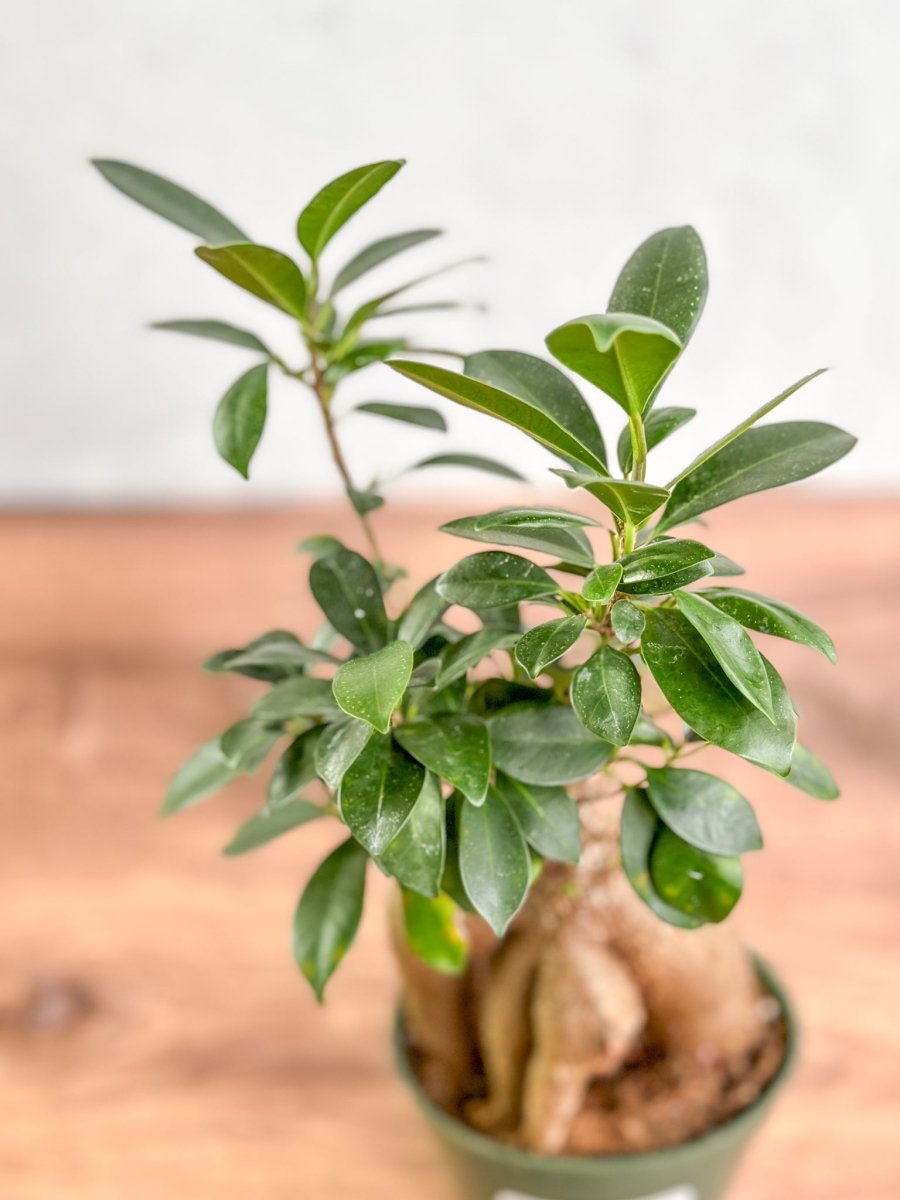 Ficus microcarpa - Ficus Ginseng - Ed's Plant Shop