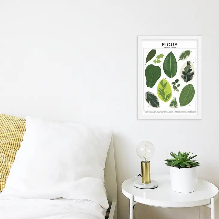 Ficus Species ID Chart - Botanical Houseplant Art Print - Ed's Plant Shop