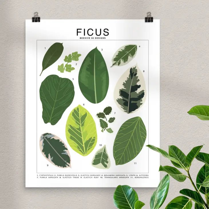 Ficus Species ID Chart - Botanical Houseplant Art Print - Ed's Plant Shop