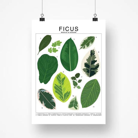 Ficus Species ID Chart - Botanical Houseplant Art Print - Ed's Plant Shop