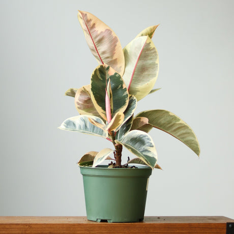 Ficus Tineke 'India Rubber Plant' - Ed's Plant Shop