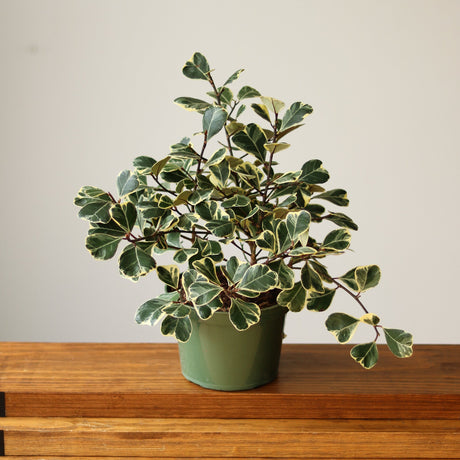 Ficus Triangularis 'Variegata' - Ed's Plant Shop