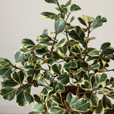 Ficus Triangularis 'Variegata' - Ed's Plant Shop