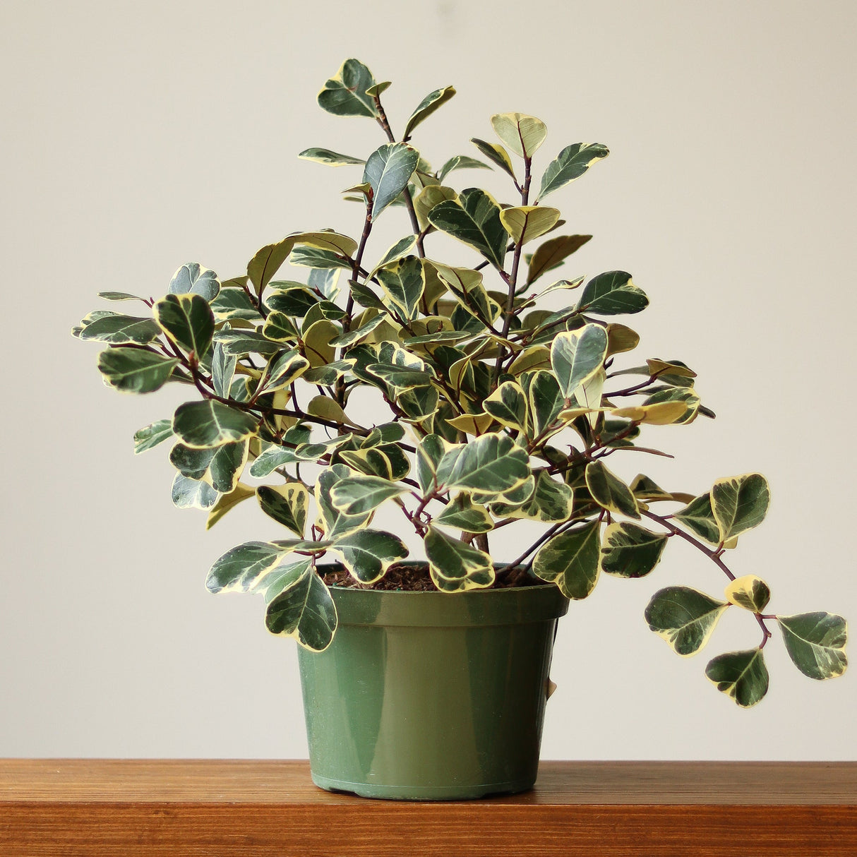 Ficus Triangularis 'Variegata' - Ed's Plant Shop