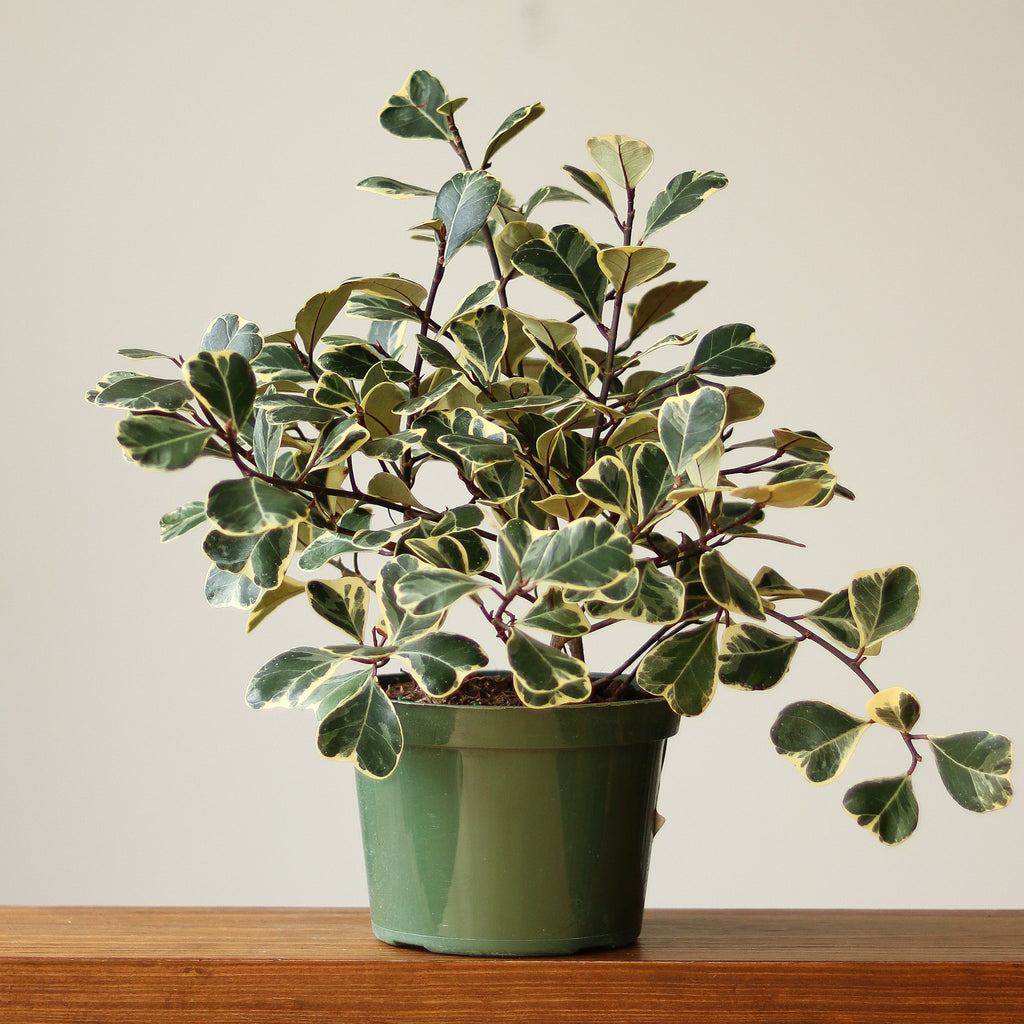 Ficus Triangularis 'Variegata' - Ed's Plant Shop