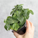 Fittonia Albivenis - Mosaic/Nerve Plant - Ed's Plant Shop