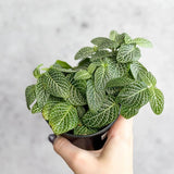 Fittonia Albivenis - Mosaic/Nerve Plant - Ed's Plant Shop