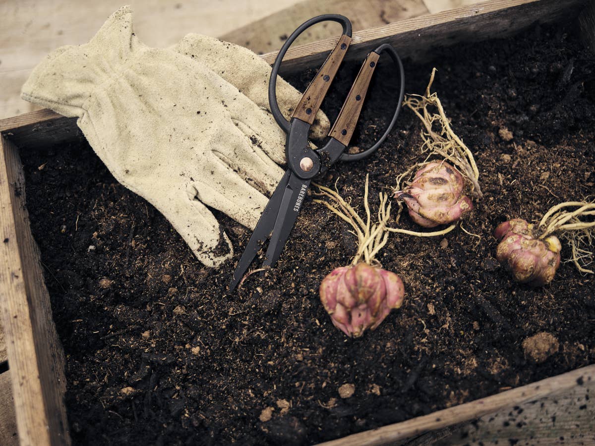 Garden Scissors - Large - Ed's Plant Shop