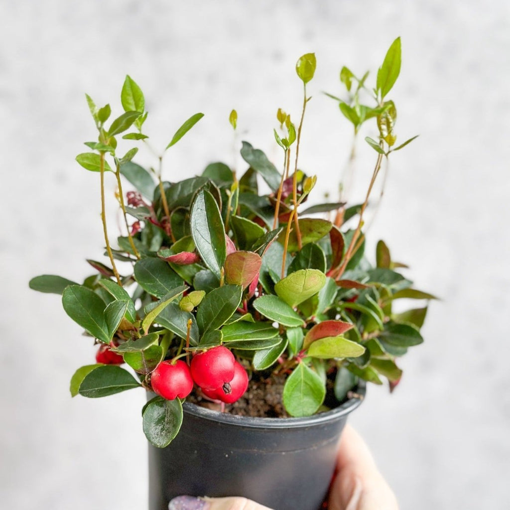 Gaultheria Procumbens Redwood® Wintergreen - Ed's Plant Shop