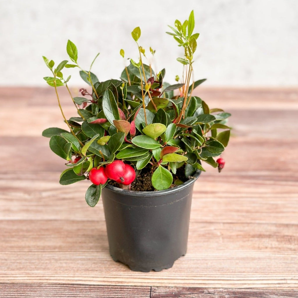 Gaultheria Procumbens Redwood® Wintergreen - Ed's Plant Shop