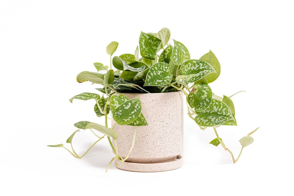 Gemstone Planter Pot 4.5 Inch - Ed's Plant Shop