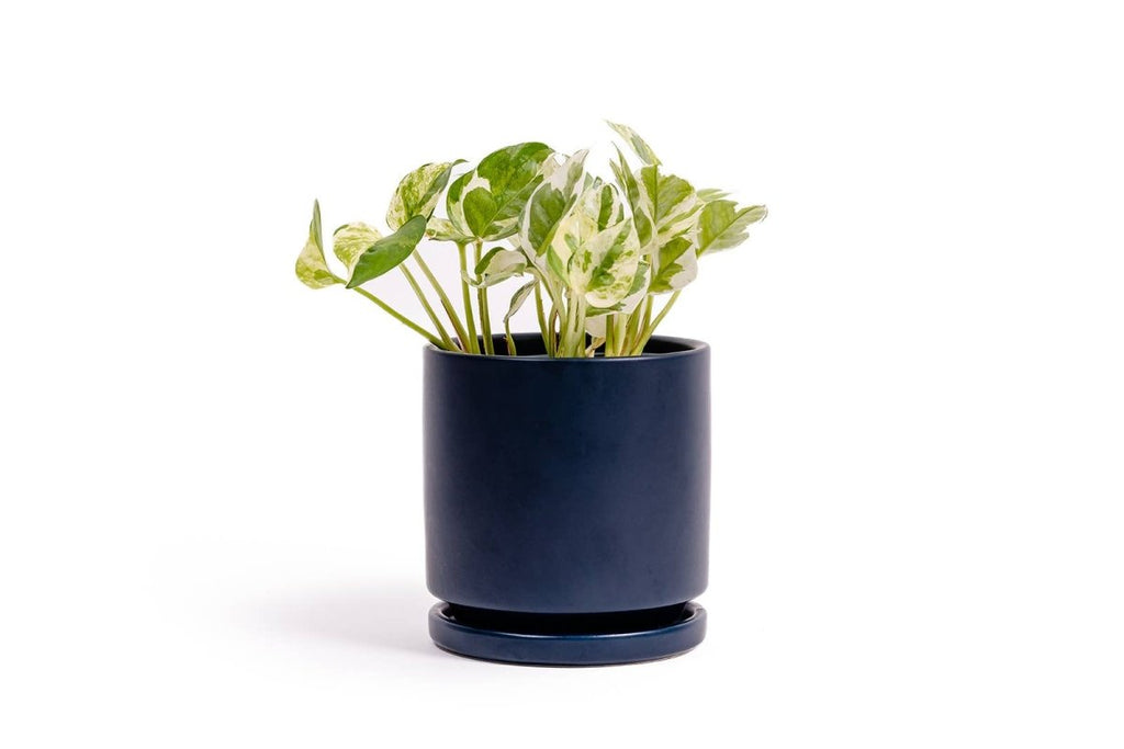 Gemstone Planter Pot 4.5 Inch - Ed's Plant Shop