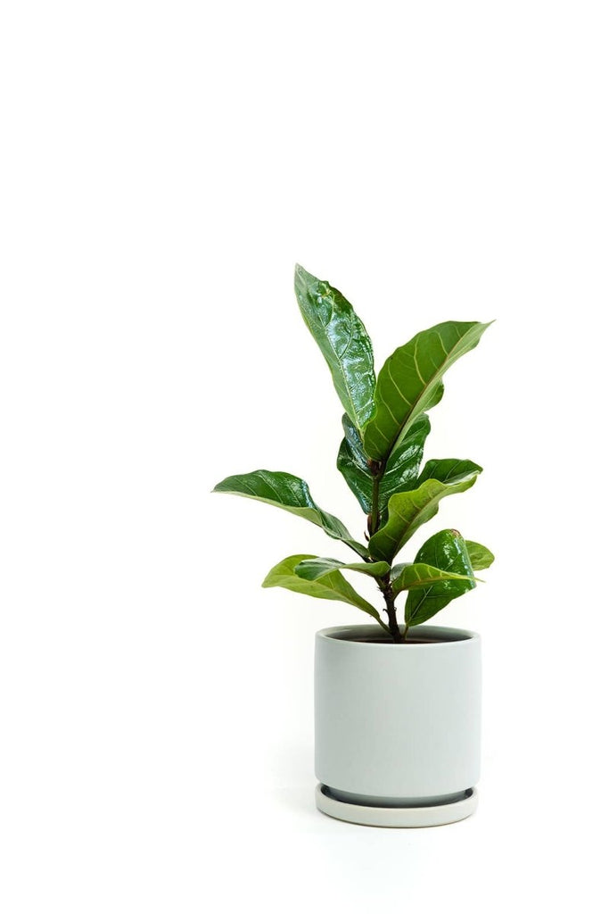 Gemstone Planter Pot 6.5 Inch - Ed's Plant Shop