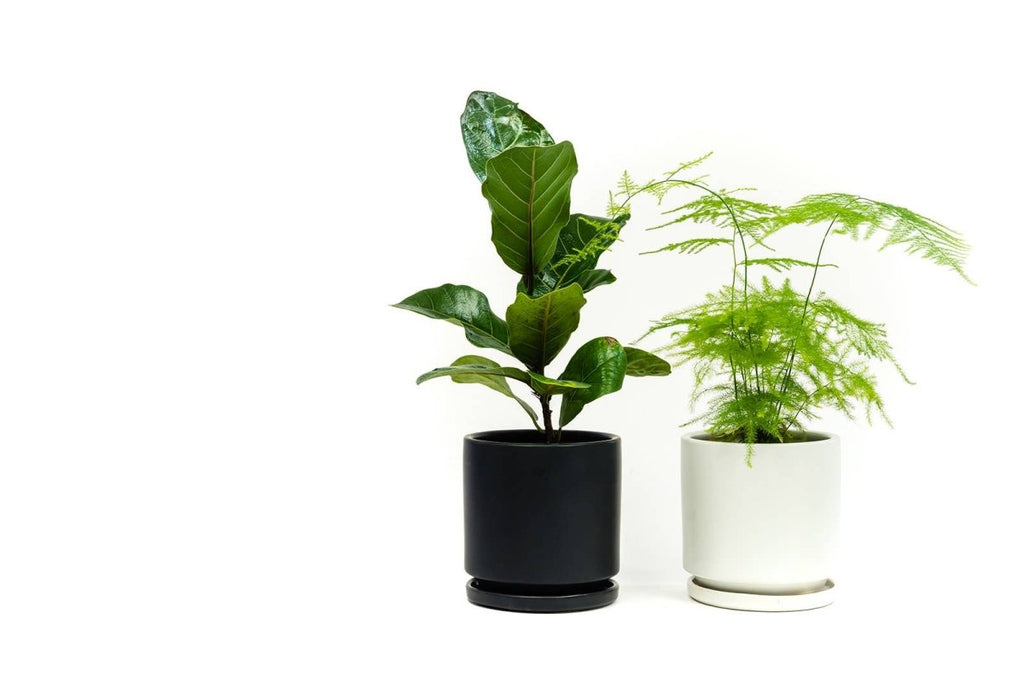 Gemstone Planter Pot 6.5 Inch - Ed's Plant Shop