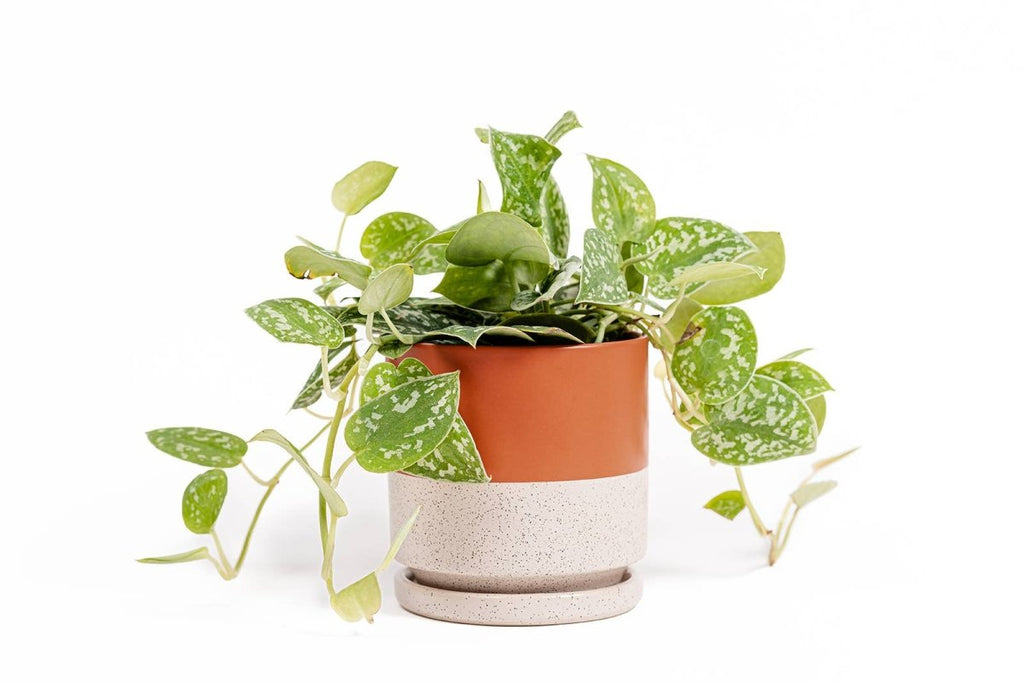 Gemstone Planter Pot 8.25" - Ed's Plant Shop