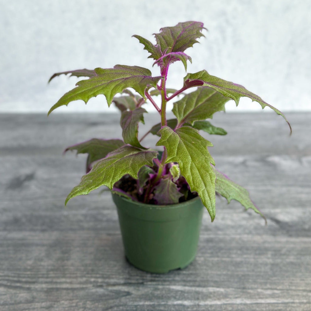 Durable Granite Pot for Indoor/Outdoor Plants – Ed's Plant Shop